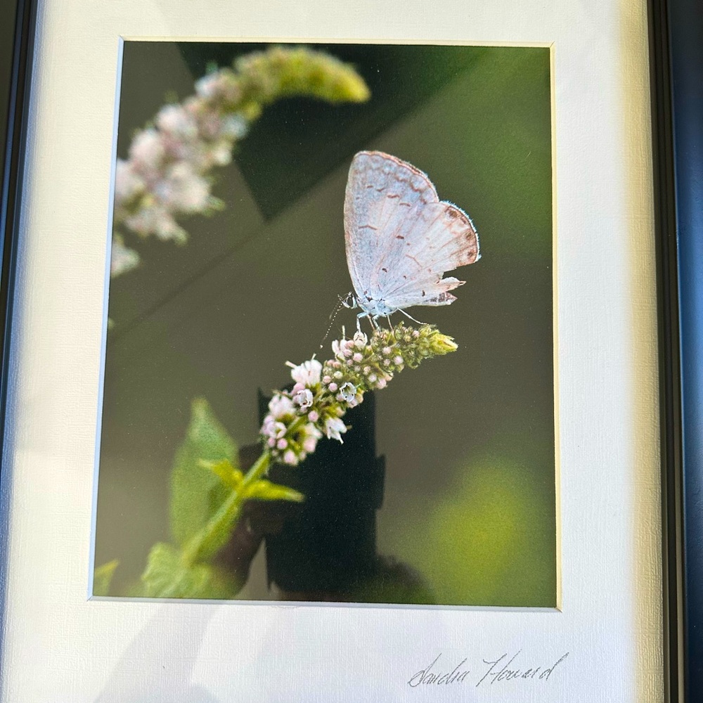 Spring Photographers print - Picture 2 of 3